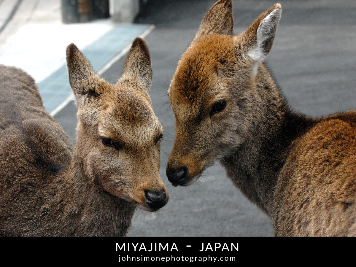 A photo-essay by John Simone Photography on Miyajima, Japan